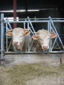 october feeder cattle futures